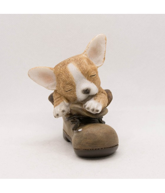 Τσιουάουα (Chihuahua) μέσα σε παπούτσι