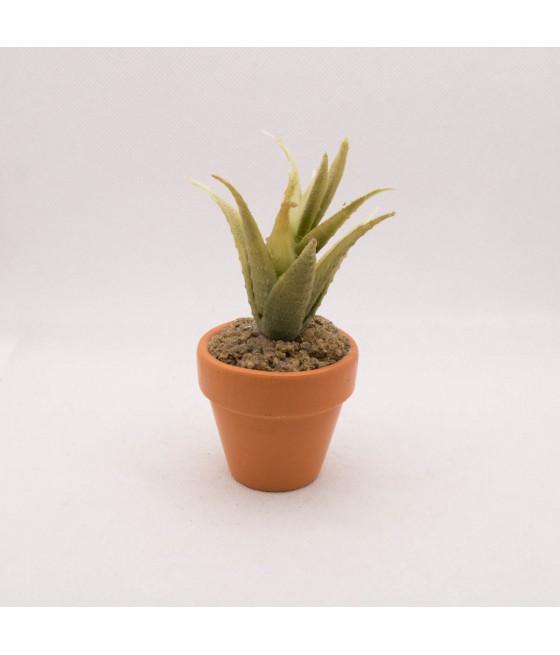 Γλαστράκι Αλόη