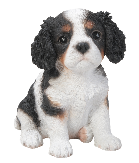 Kίνγκ Τσάρλς τρίχρωμο καθιστό (King Charles)