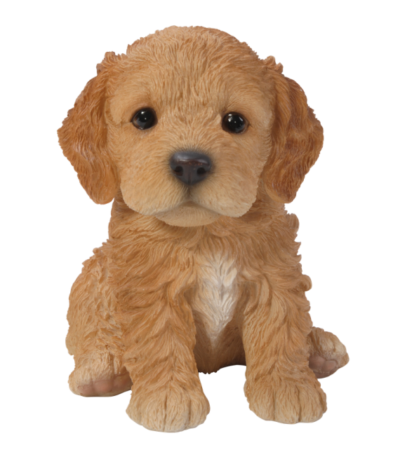 Κοκαπού καφέ καθιστό (Cockapoo)