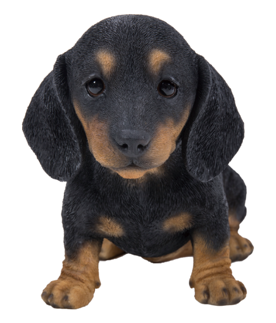 Ντάτσχουντ, μαύρο-καφέ, καθιστό (Dachsund)