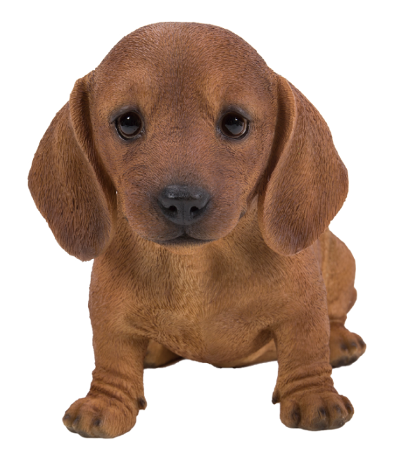 Ντάτσχουντ, καφέ, καθιστό (Dachsund)