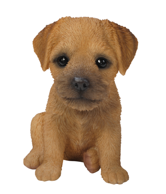 Μπόρντερ Τερριέ (Border Terrier), καθιστό, καφέ