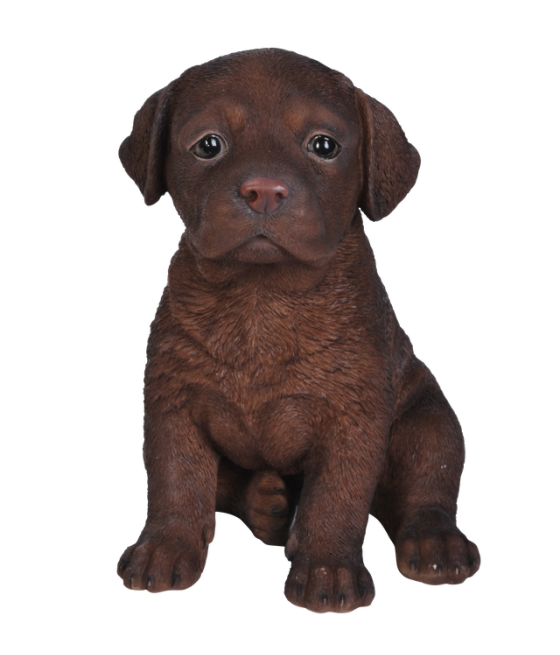 Λαμπραντόρ, καφέ σκούρο, καθιστό