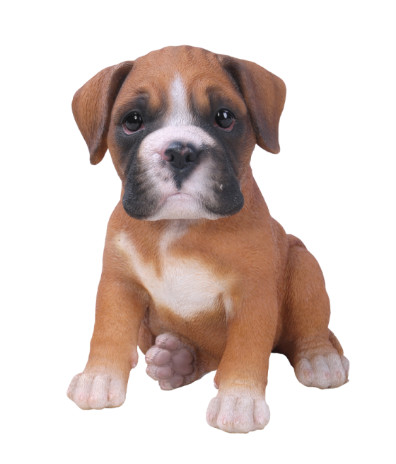 Μπόξερ (Boxer) σκύλος, καφέ-άσπρο, καθιστός