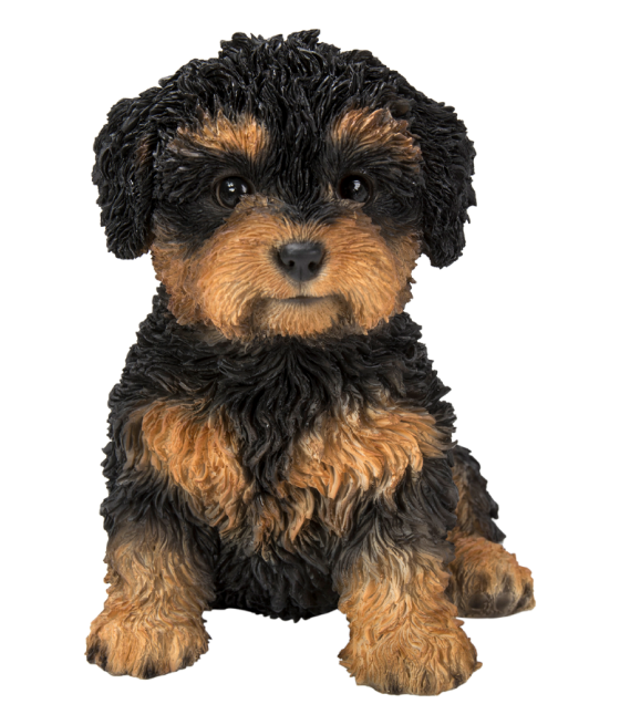 Καβαπού (Cavapoo) σκύλος, καφέ-μαύρο, καθιστός