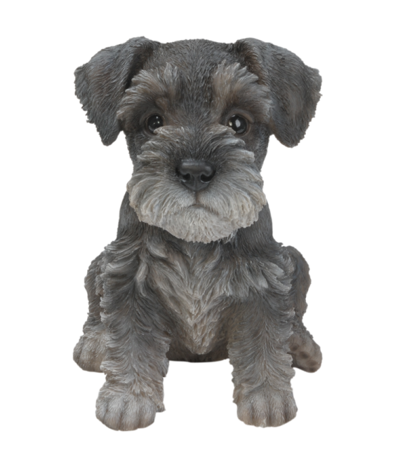 Σνάουτσερ (Schnauzer)...