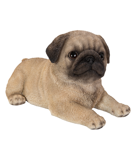 Παγκ (Pug) σκύλος ξαπλωτός
