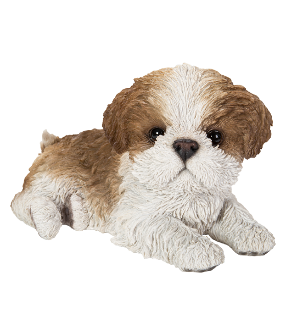 Σιχ Τσου (ShihTzu) σκύλος,...