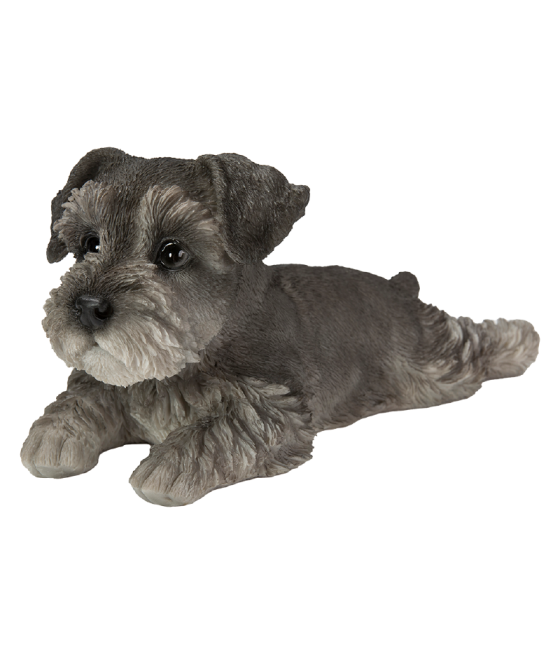 Σνάουτσερ (Schnauzer) σκύλος, ξαπλωτός, γκρι