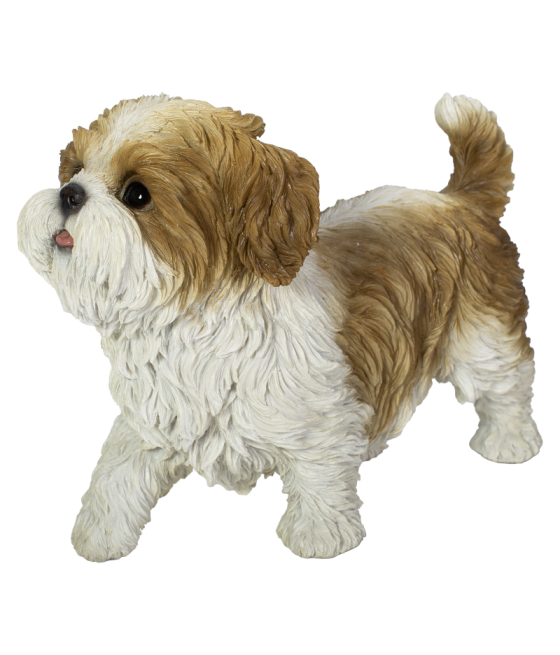 Σιχ Τσου (ShihTzu) σκύλος, σε θέση παιχνιδιού, καφέ-άσπρο