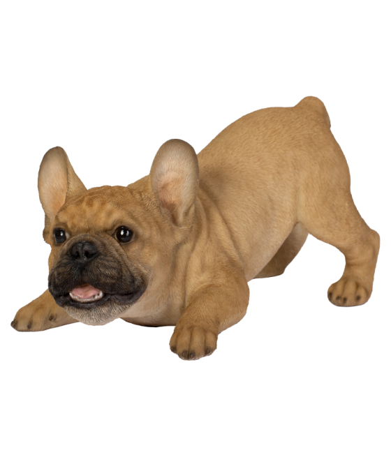 Γαλλικό Μπουλντόγκ (French Bulldog), σε θέση παιχνιδιού, καφέ