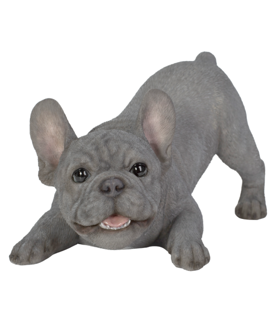 Γαλλικό Μπουλντόγκ (French Bulldog), σε θέση παιχνιδιού, γκρι