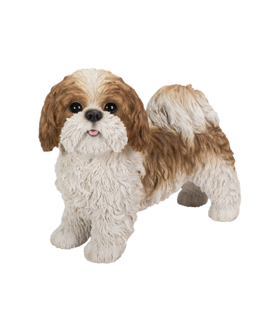Σιχ Τσου (ShihTzu) σκύλος,...