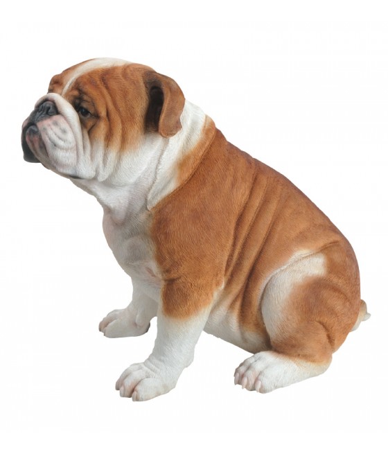 Μπουλντόγκ (Bulldog) σκύλος, καθιστός, καφέ και άσπρο, μεγάλος