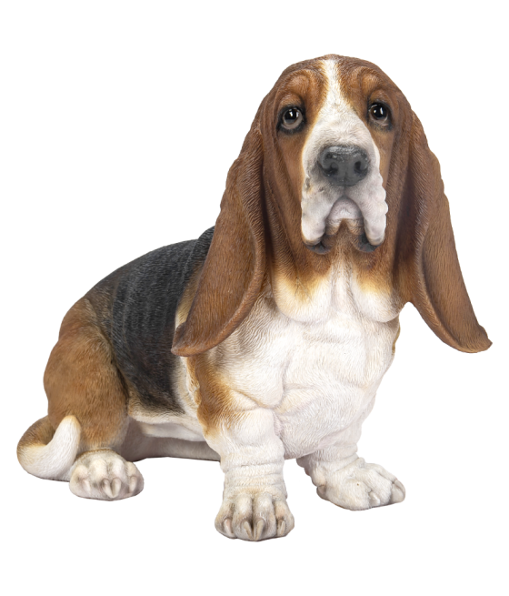 Μπασέ Χάουντ (Basset Hound) σκύλος, καθιστός, άσπρο και καφέ