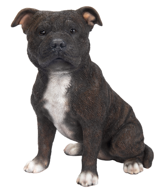 Στάφορντσαϊρ Τεριέ (Staffordshire Terrier) σκύλος, καθιστός, καφέ σκούρο και άσπρο