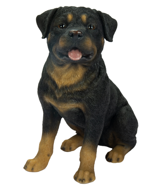 Ροτβάιλερ (Rottweiler) σκύλος, καθιστός, καφέ και μαύρο