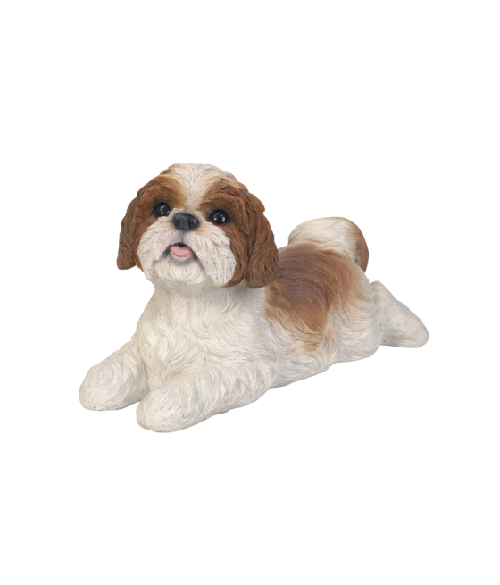 Σιχ Τσου (ShihTzu) σκύλος, ξαπλωτός, καφέ και άσπρο