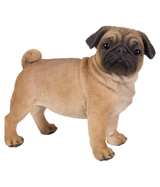 Παγκ (Pug) σκύλος, όρθιος, καφέ