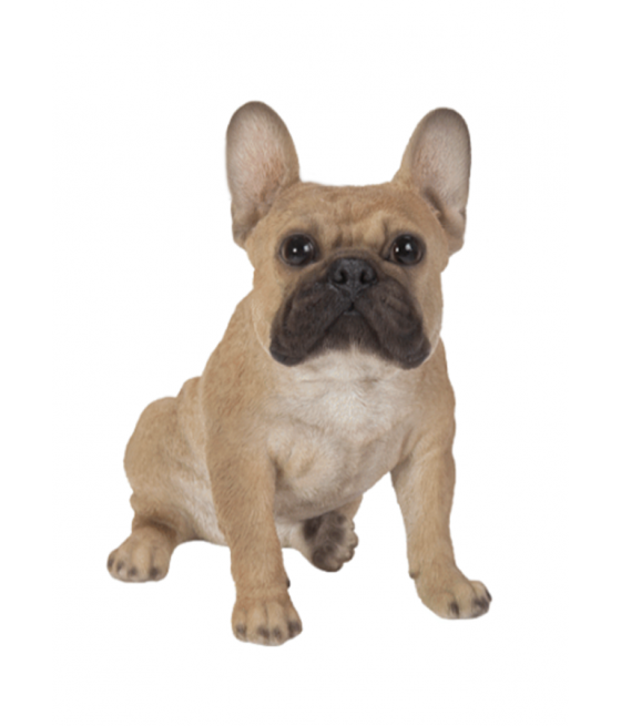Γαλλικό Μπουλντόγκ (French Bulldog) σκύλος, καθιστός, καφέ