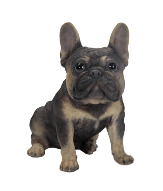 Γαλλικό Μπουλντόγκ (French Bulldog) σκύλος, καθιστός, καφέ-μαύρο