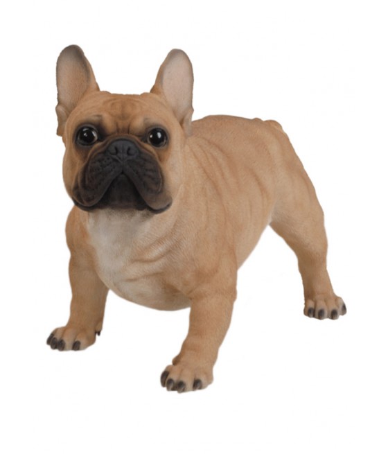 Γαλλικό Μπουλντόγκ (French Bulldog) σκύλος, όρθιος, καφέ, μεγάλο