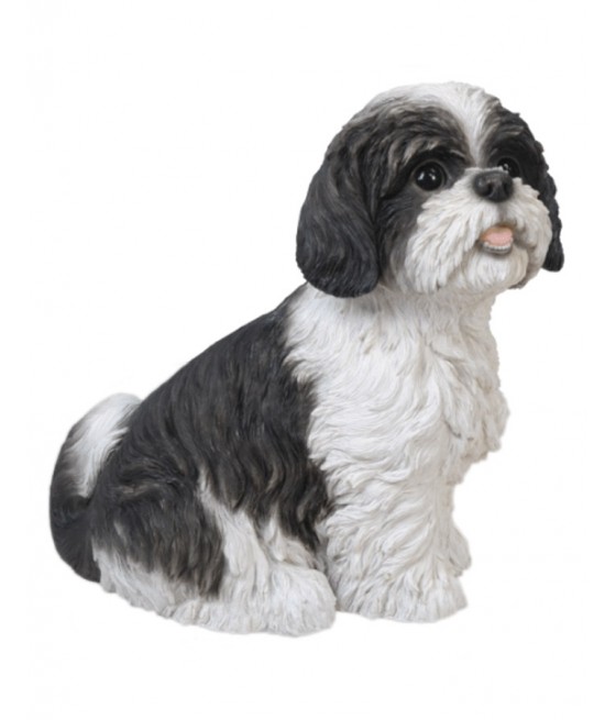 Σιχ Τσου (ShihTzu) σκύλος,...