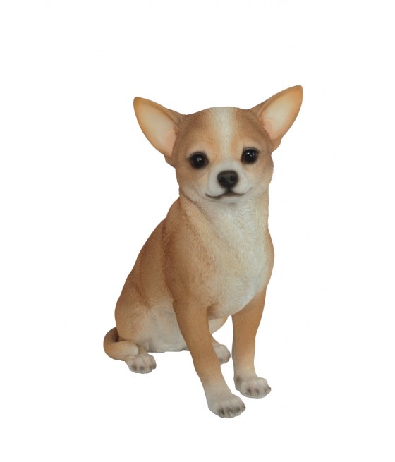 Τσιουάουα (Chihuahua), σκύλος, καθιστός