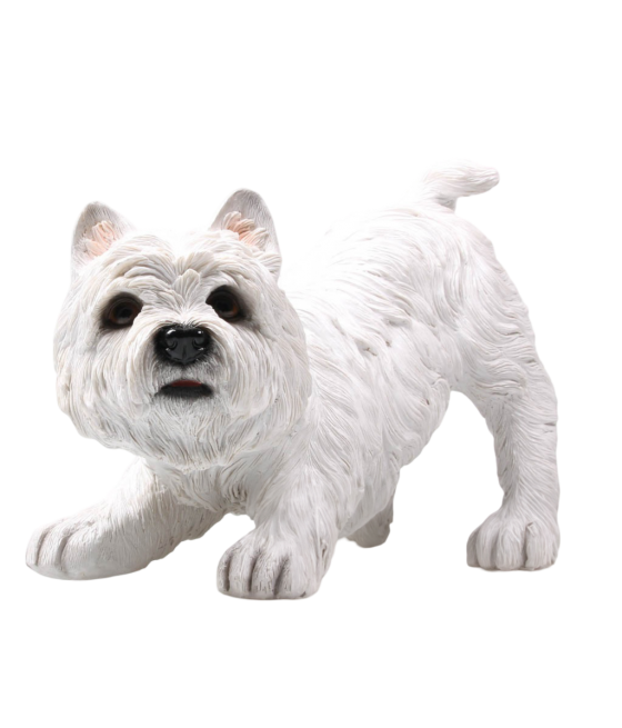 Γουέστι (West Highland Terrier) σκύλος, σε στάση παιχνιδιού