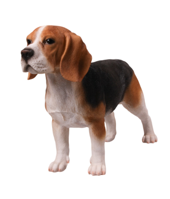 Μπίγκλ σκύλος όρθιος (Beagle)