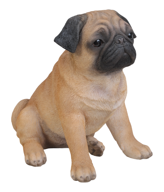 Παγκ σκύλος (Pug) καθιστός,...