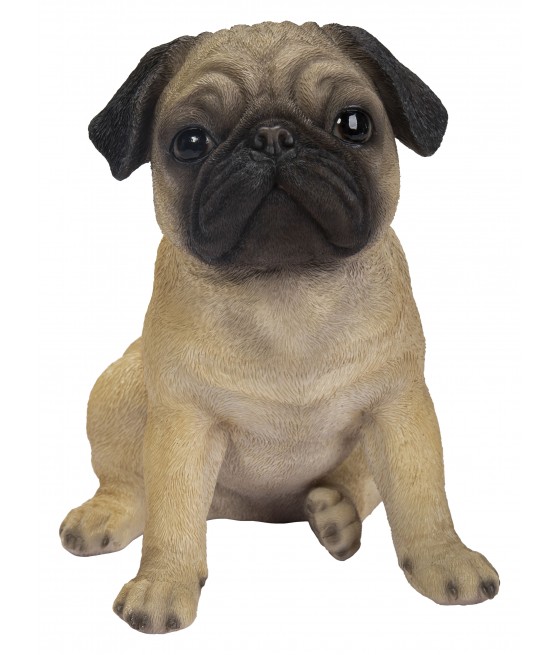 Παγκ σκύλος (Pug) καθιστός, καφέ ανοιχτό