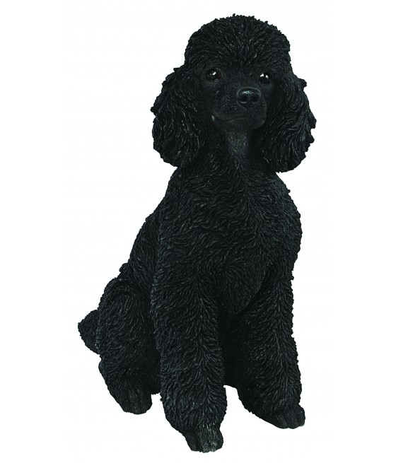 Πούντλ (Poodle) σκύλος,...