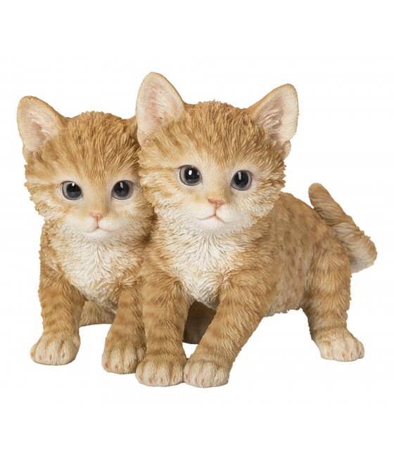 Γατάκια Τζίντζερ (Ginger) αδερφάκια