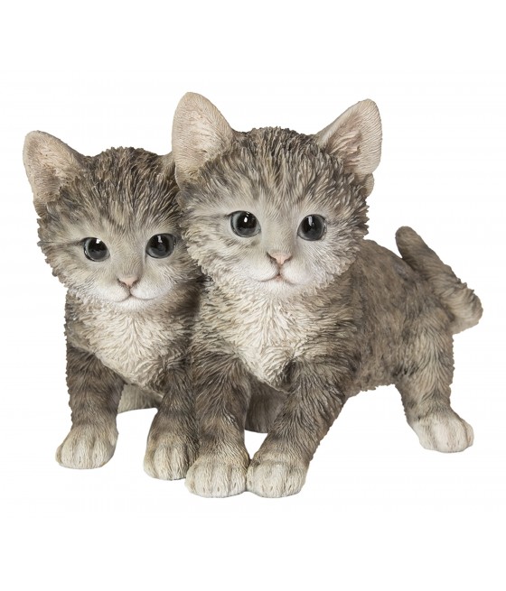 Γατάκια Τάμπυ (Tabby) αδερφάκια