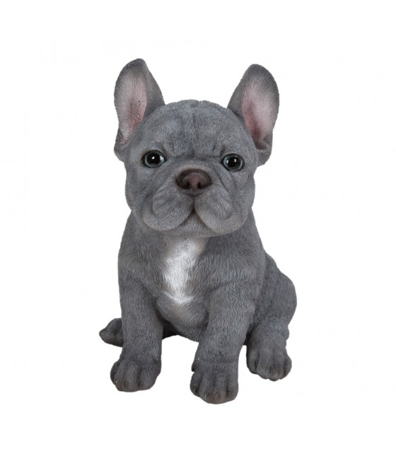 Γαλλικό μπουλντόγκ (French bulldog), γκρί με μπλέ μάτια, καθιστό,